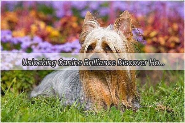 Unlocking Canine Brilliance Discover How Your Dogs Diet Transforms Intelligence and Ease of Care